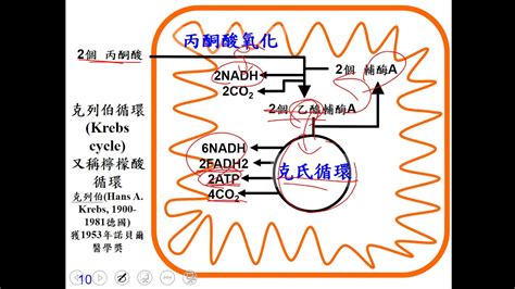 克氏循環口訣